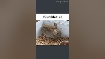 Discord Gifs In A Nutshell Clip 10 (#shorts)