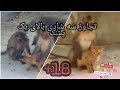 این هم از جهان سوم تجاوز جنسی قرار گرفتن یک 🐈 گربه توسط سه شادی