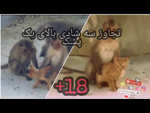 تصویری: آیا کتک زدن گربه اشکالی ندارد