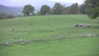 The Amazing Sheepdogs of Leault Farm! by Pretty Kool Stuf 73,315 views 11 years ago 12 minutes, 22 seconds