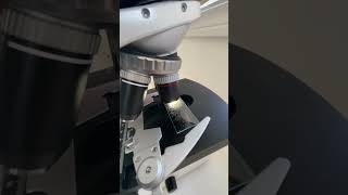 Magnified Sand Grains Under A Microscope