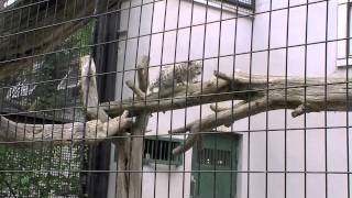 木登り＆ジャンプ！ユキヒョウの赤ちゃん~Snow Leopard's Baby climbs up tree, Jumps