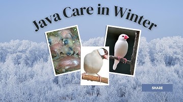 Java Care In Winter #javasparrow #fawnjava #javafinch #javabreeding