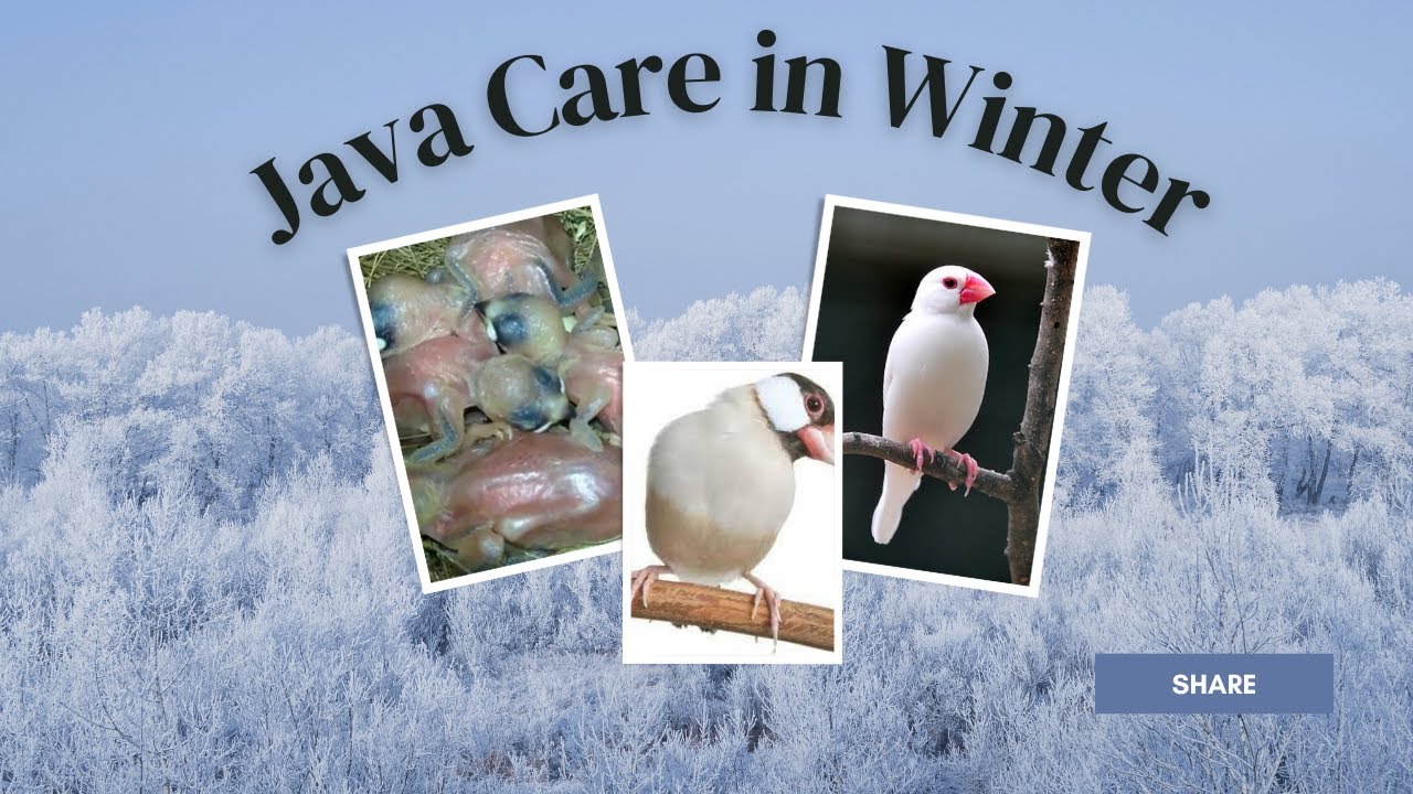 Java Care In Winter #javasparrow #fawnjava #javafinch #javabreeding ...