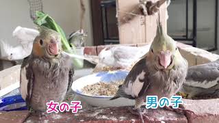 『オカメインコ』ブリーダーが見るオカメインコの性別判断の全て