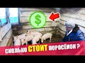 ЦЕНА ШОК  ► КУПИЛИ ЗА КОПЕЙКИ | ЗДОРОВЫЕ ПОРОСЯТА | Боль в спине | Мясной цех - после пожара