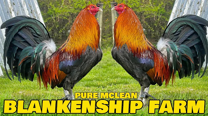 Chris Blankenship Farm West Virginia USA Farm Visi...