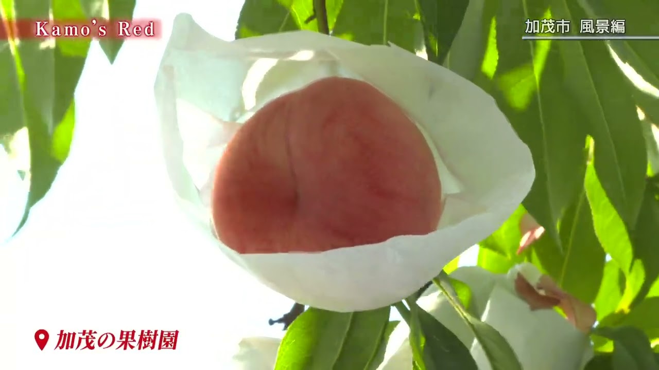 加茂市観光PR動画　風景編