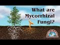 What Are Mycos? Down To Earth Fertilizers