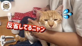 初めて「シャー」してしまった保護猫チミちゃんその理由がこちら…