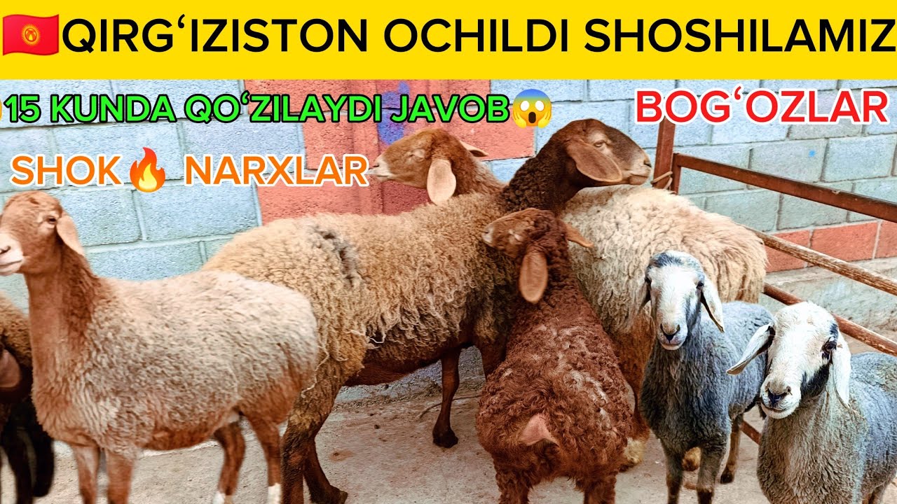 🇰🇬🇰🇬 QIRGʻIZISTON BESHKEK BOGʻOZ SOVLIQLAR KELDI SHOSHILAMIZ BUNAQASI KAM KELADI 😱