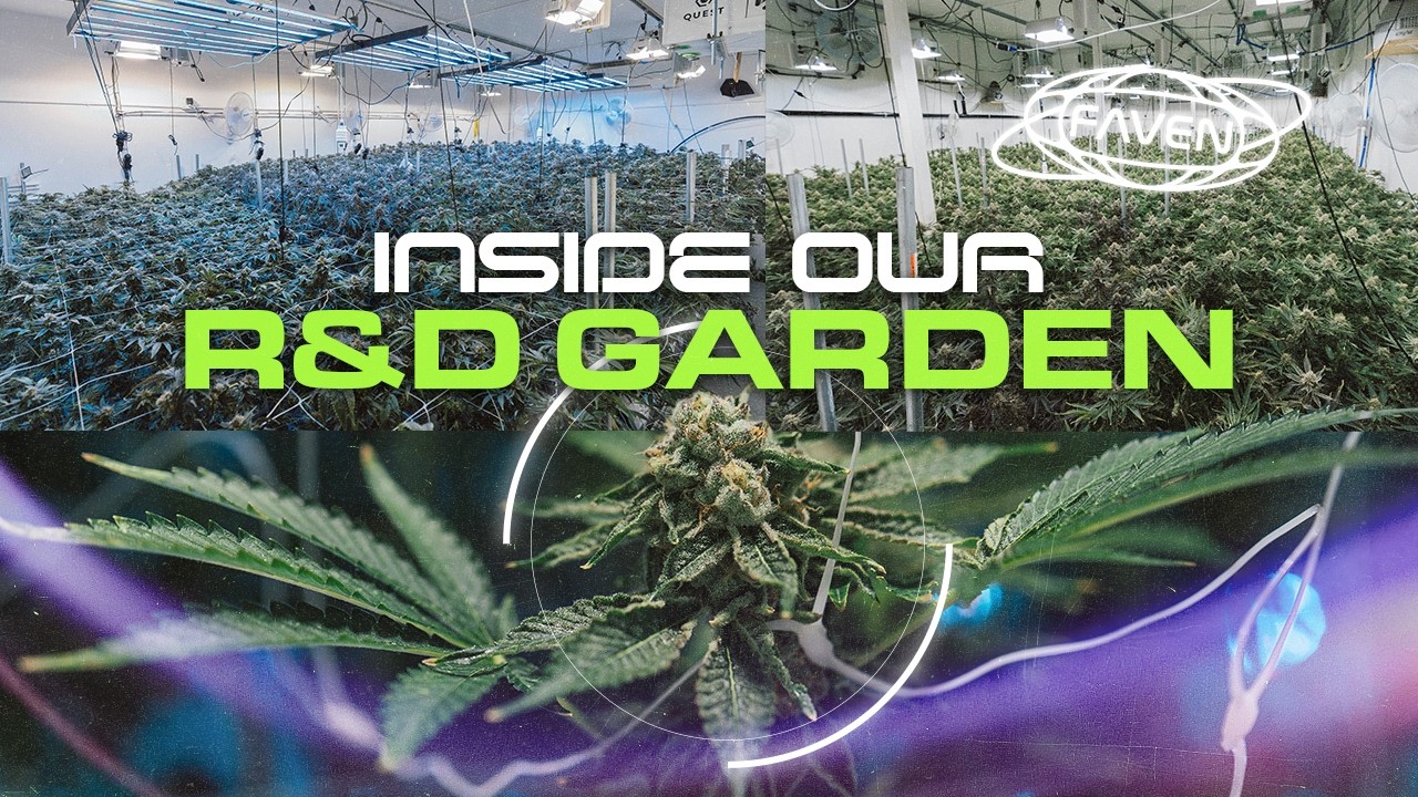 We Bought a Grow for Testing! Jump Into the Chaos as We Progress from Setup to Harvest
