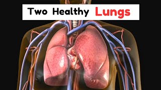 Two healthy LUNGS | Function | Learn Biology With Musawir screenshot 3