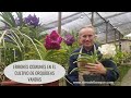 Errores comunes en el cultivo de orquídeas Vandas - Alma del Bosque