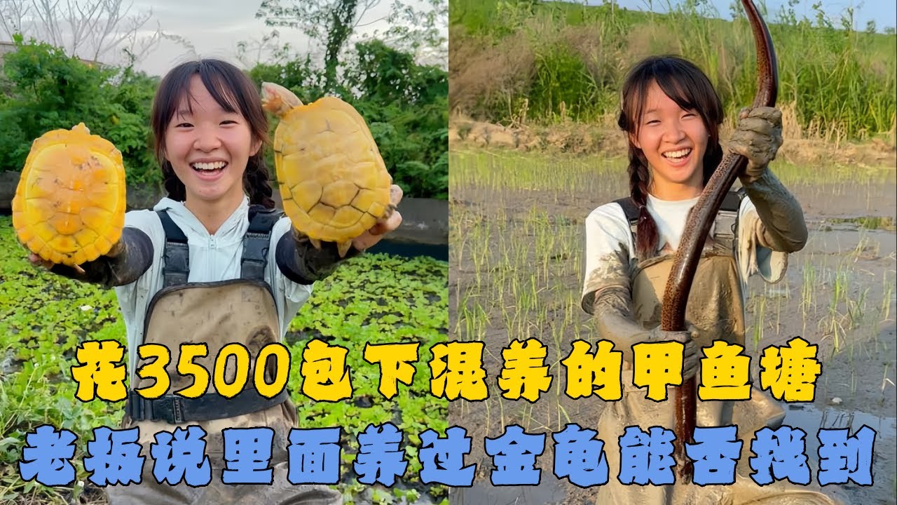 幺妹花3500元包下混养的甲鱼塘，老板说里面养过金龟能否找到？#户外抓鱼 #户外捕鱼 #幺妹vlog #乡村生活 #农村生活