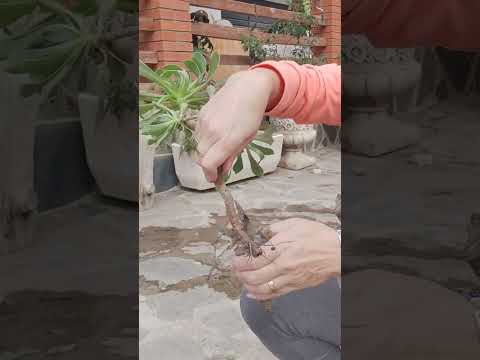 Video: Tratamiento de los nematodos del cactus: aprenda sobre los nematodos agalladores de la raíz del cactus