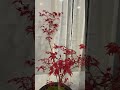 Japanese maple Deshojo