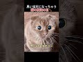 黒い宝石になっちゃう猫の魔法の目🐾