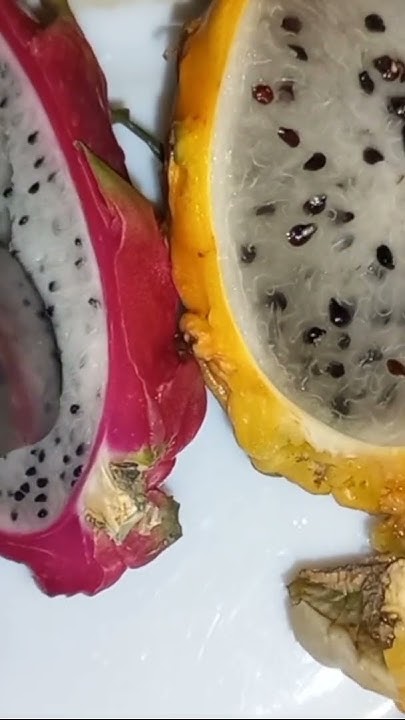 🇺🇦Пітахая! Pitahaya! - YouTube