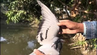 Grandson of Jaguar: Elite Racing Pigeon Baby for Sale!