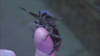 Lethocerus Americanus as a pet