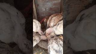 Subha ki pehli duty #viral #birds #aseel #aseelmurga #fighter