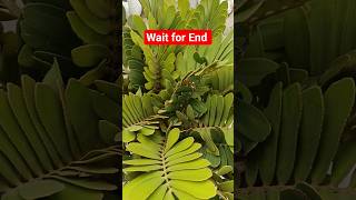 Zamia Furfuracea Palm Care | Stylish Low Maintenance Plant at Lucknow Nursery #shorts #zamiapalm