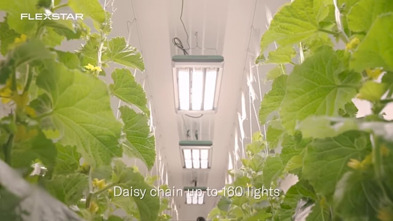 LED Grow Lights for Greenhouse & Indoor Cultivation | Flexstar NOVA 730W 800W 1200W