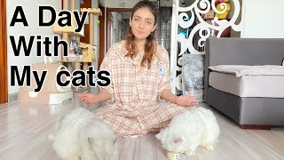 A Day With My Cats | My Today’s Routine