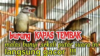 BURUNG KAPAS TEMBAK MALAS BUNYI , SUARA INI SOLUSI NYA , HITUNGAN DETIK LANGSUNG GACOR