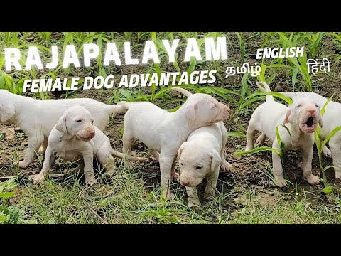 Advantages of Female Rajapalayam dogs