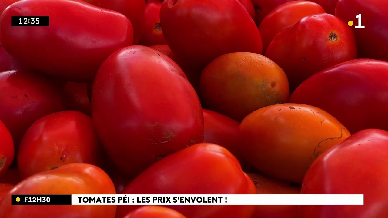 Le prix grimpe ! Le kilo de tomates est vendu à 5 euros depuis quelques semaines