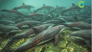 This Is Why DOLPHINS ARE BITTEN TO PIECES - Scientists Horrified To Learn The Culprit
