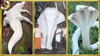 15 Albino Animals That Were Only Seen Once Wealth