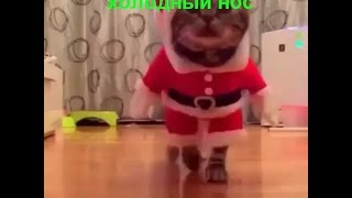 Приколы с котами 2016 Которолик выпуск 5 смешные коты видео с комментариями Приколы с котами 2016 Которолик выпуск 5 смешные коты видео с комментариями