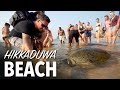 Sri Lanka BABY SEA TURTLES - Hikkaduwa Beach