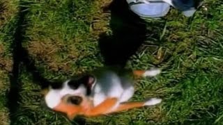 Presidential candidate barks, then jokesters bark back