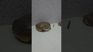 amazing Bullfrog Eating worm