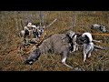 Охота на лося в Карелии ELK HUNTING