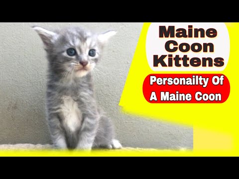 Video: Ako Vyzerajú Maine Coons