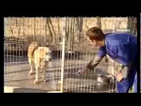 Wideo: Latynoska Ginie Po Ataku Psa