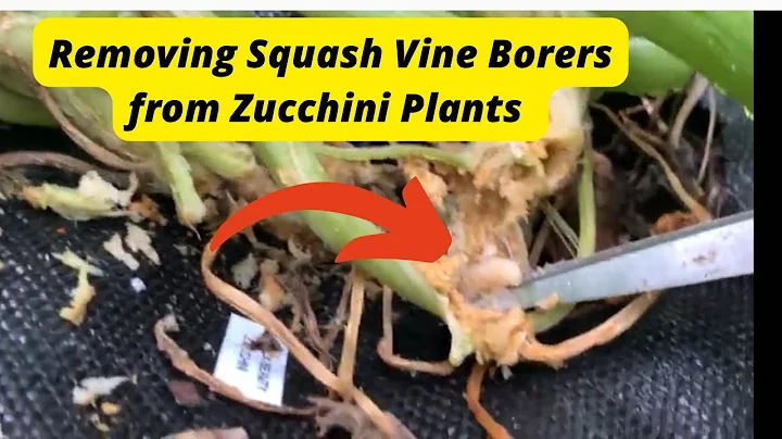 Whats eating my zucchini? How to find and remove s...
