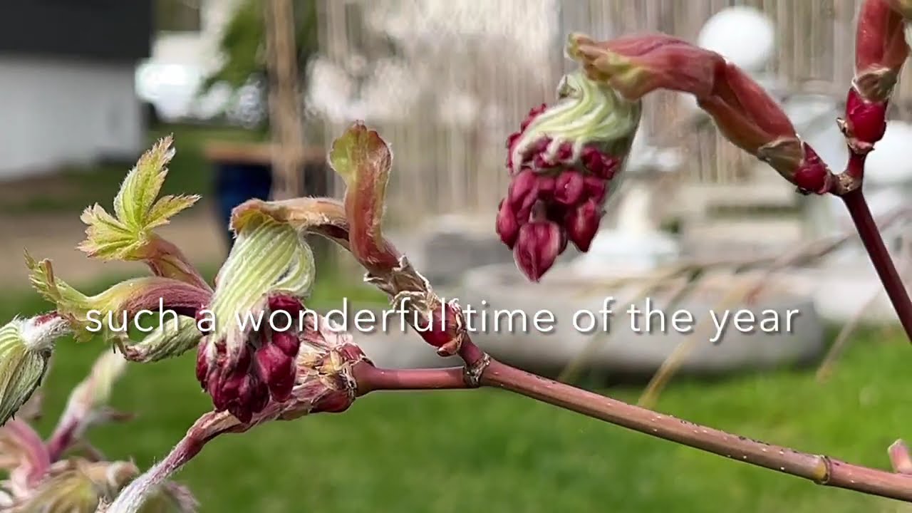 Early spring colors in the maple garden. Katsura, Jerre Schwartz, Shishigashira, Dancing peacock
