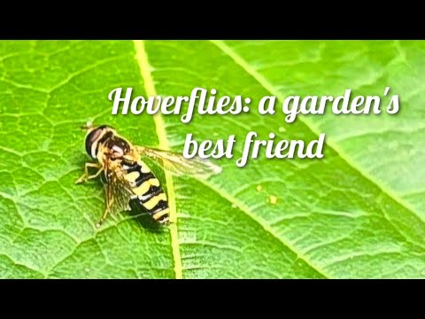 Hoverflies: a garden's