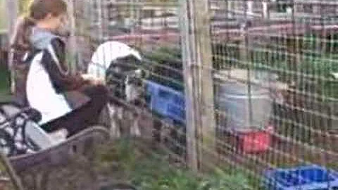 Visiting goats