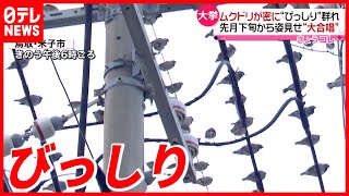 【ムクドリ】大群が連日… 電線に