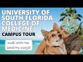 Usf school of medicine campus tour  walk with me  my corgi in 4k  university of south florida