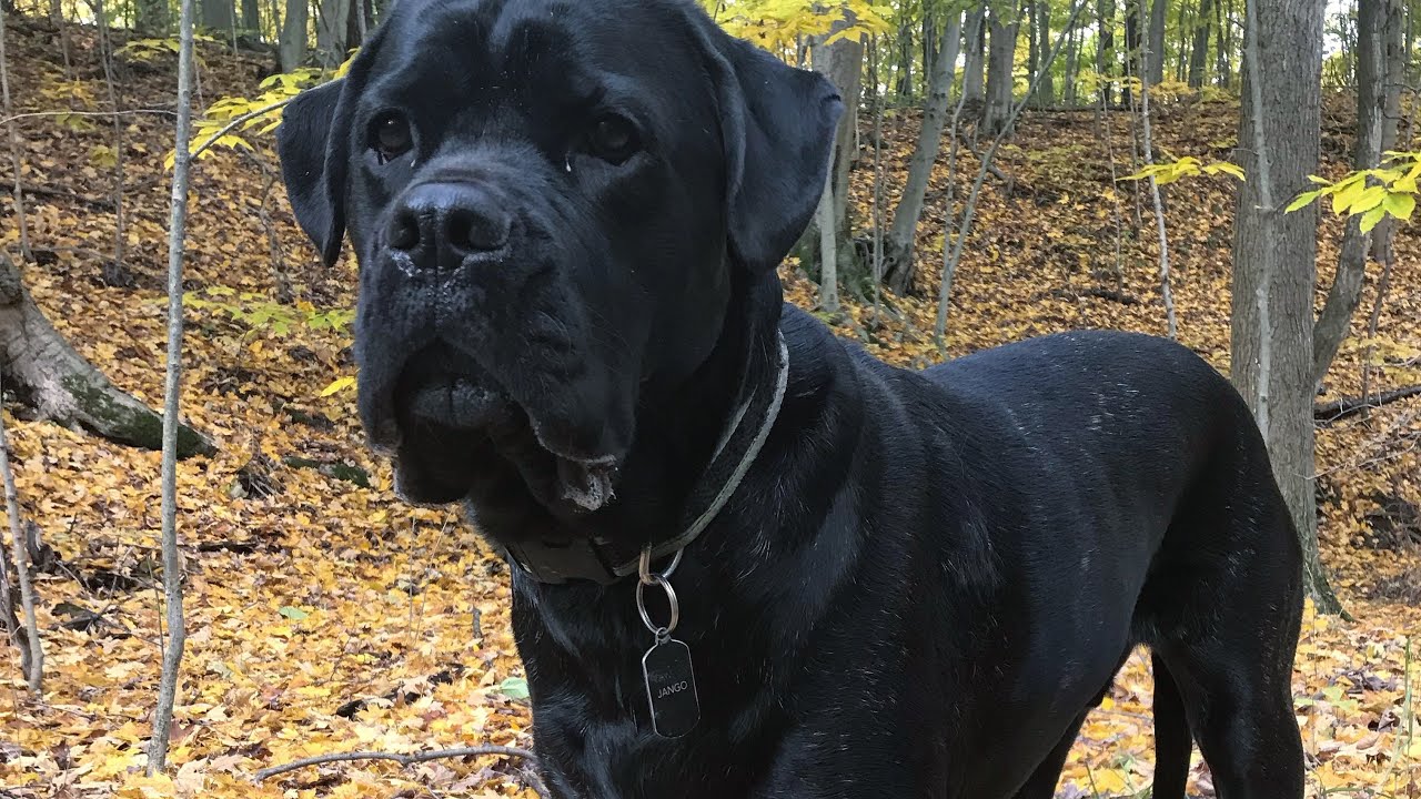 are cane corso good for hiking