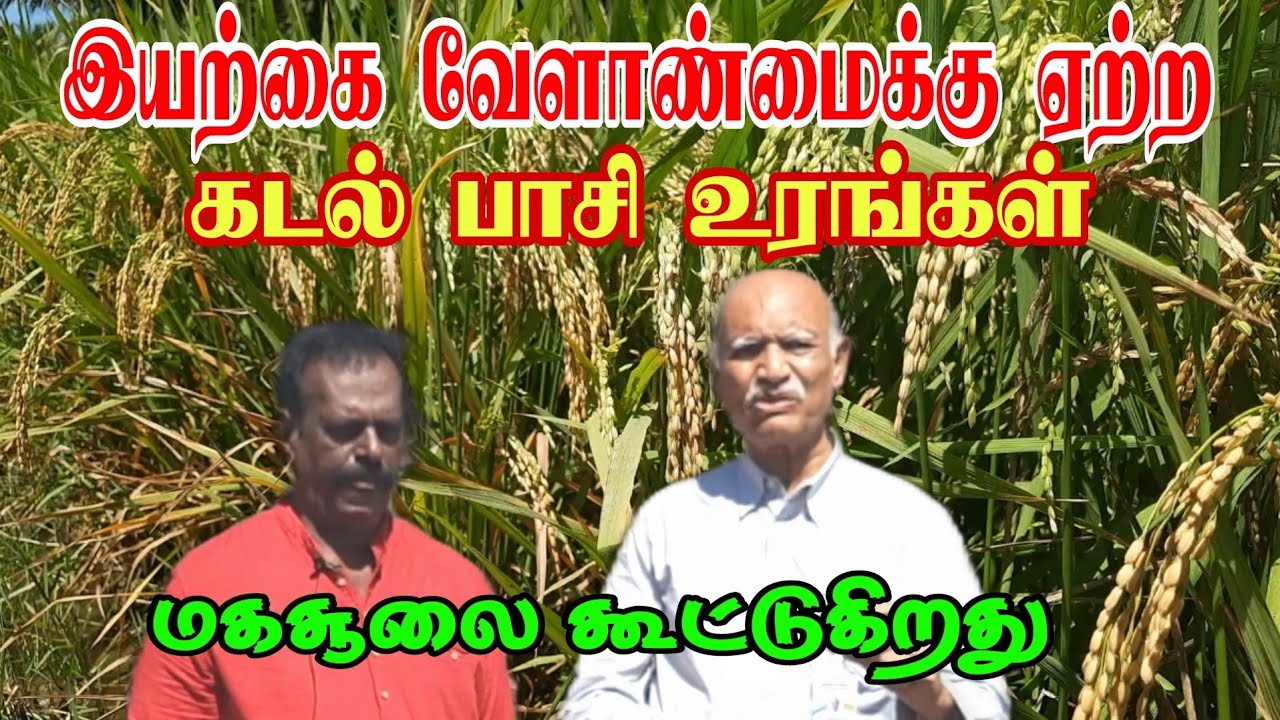 இயற்கை விவசாயத்திற்கு ஏற்ற கடல் பாசி  உரங்கள்