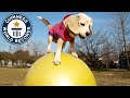 Fastest dog on a ball  guinness world records
